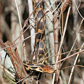 Eastern Fox Snake