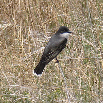 Eastern Kingbird