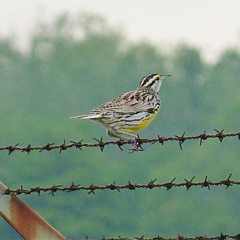 Eastern Meadowlark