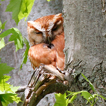 Eastern Screech-owl