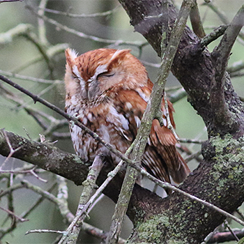 Eastern Screech-owl