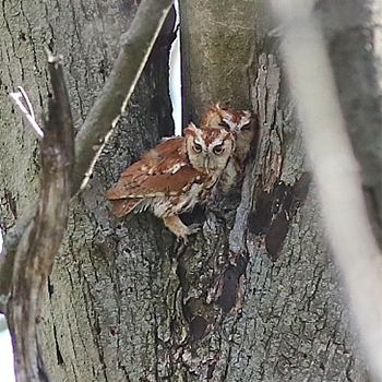 Eastern Screech-owls