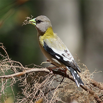 Evening Grosbeak (female)