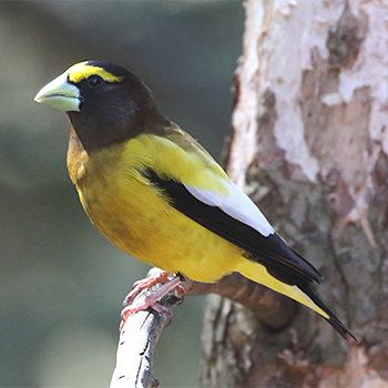 Evening Grosbeak (male)