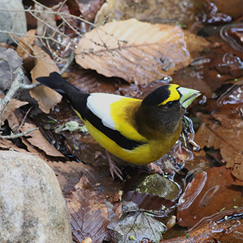 Evening Grosbeak (male)