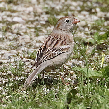 Field Sparrow