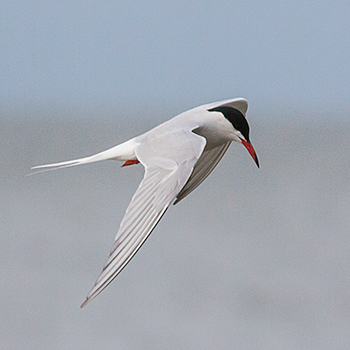 Forster's Tern