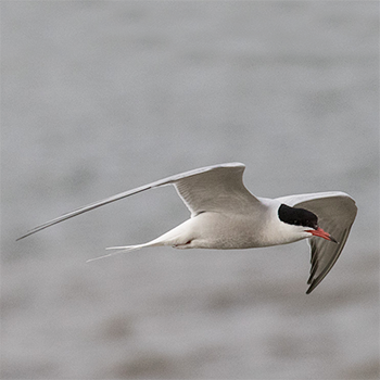 Forster's Tern