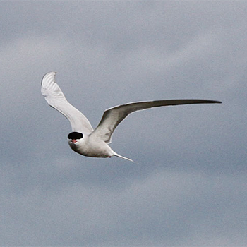 Forster's Tern
