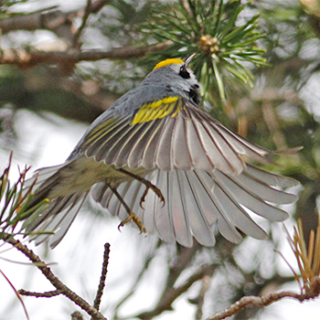 Golden-winged Warbler