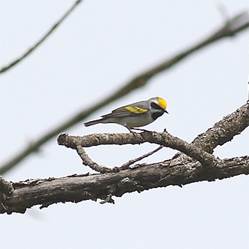 Golden-winged Warbler