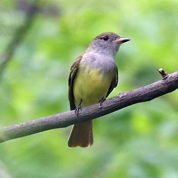 Great Crested Flycatcher