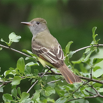 Great Crested Flycatcher