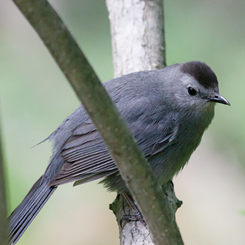 Grey Catbird