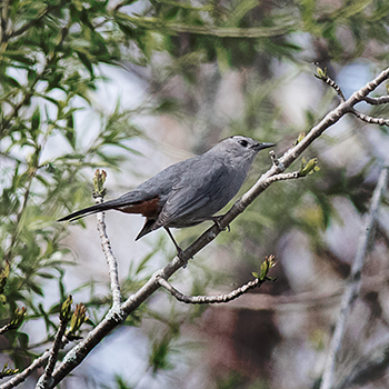 Grey Catbird