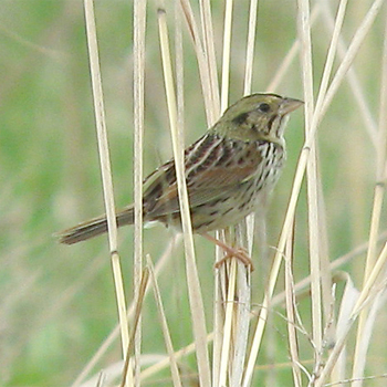 Henslow's Sparrow