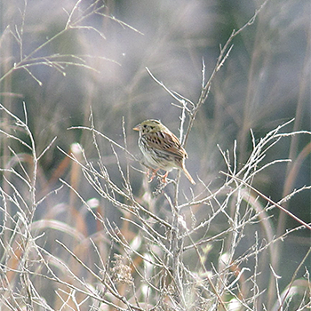 Henslow's Sparrow
