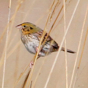 Henslow's Sparrow