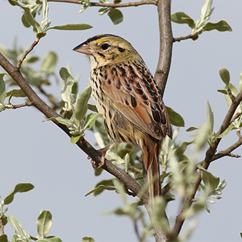 Henslow's Sparrow