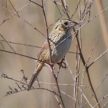 Henslow's Sparrow