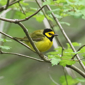 Hooded Warbler