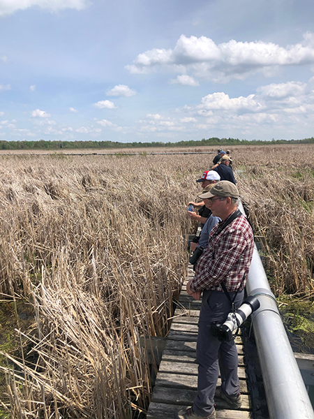 Birding at Houghton Lake