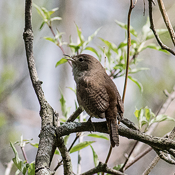 House Wren