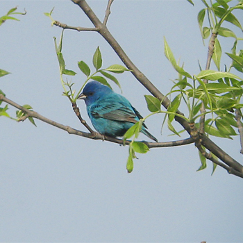 Indigo Bunting