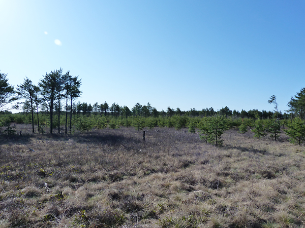 Jack Pines – Kirtland's Warbler habitat