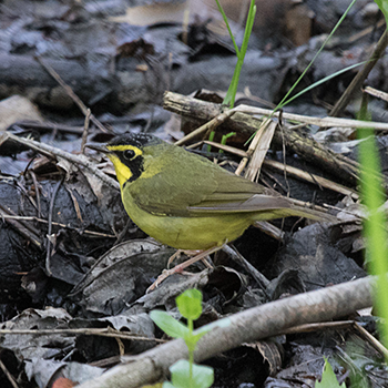 Kentucky Warbler