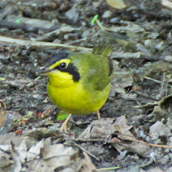 Kentucky Warbler