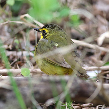 Kentucky Warbler