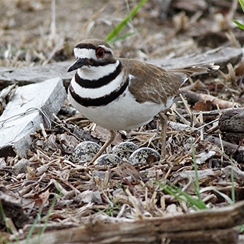 Killdeer