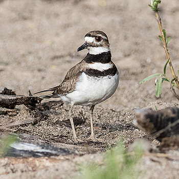Killdeer