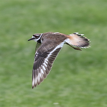 Killdeer