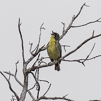 Kirtland's Warbler