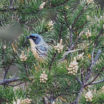 Kirtland's Warbler