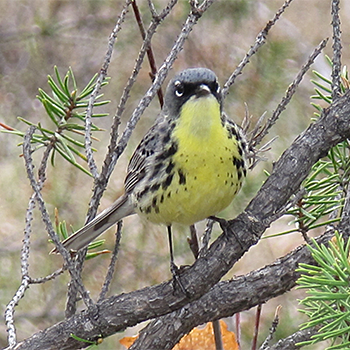 Kirtland's Warbler