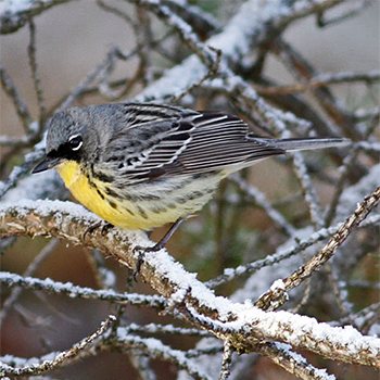 Kirtland's Warbler