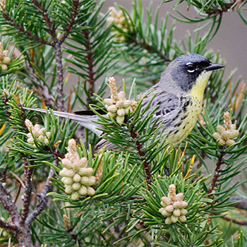 Kirtland's Warbler