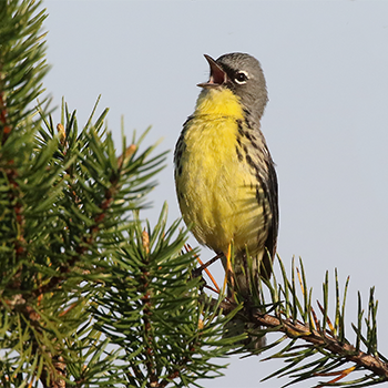 Kirtland's Warbler