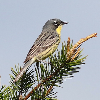 Kirtland's Warbler