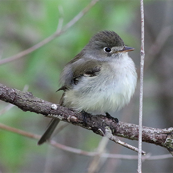 Least Flycatcher
