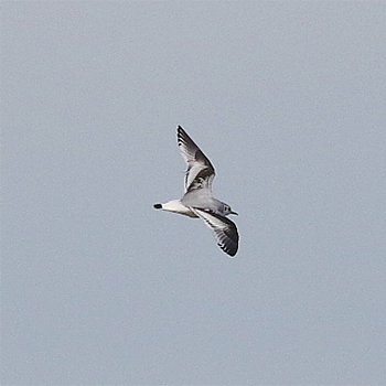 Little Gull
