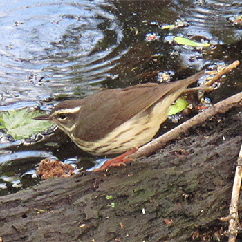 Louisiana Waterthrush