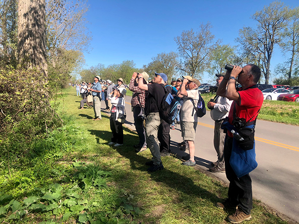 Warbler watching at Magee Marsh