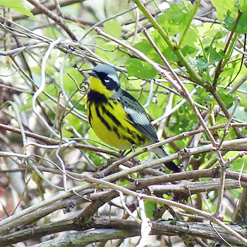 Magnolia Warbler