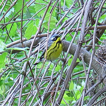 Magnolia Warbler