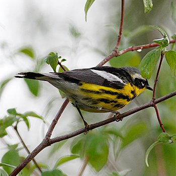 Magnolia Warbler