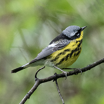 Magnolia Warbler